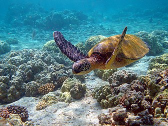 Une tortue verte (Chelonia mydas) dans les eaux turquoises de l’île d’Hawaï (États-Unis). (définition réelle 1 632 × 1 224*)