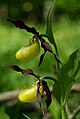 Kauni kuldkinga (Cypripedium calceolus) õis sidrunkollase huulega[11]