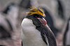 Macaroni Penguin