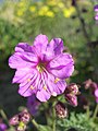 Mirabilis laevis var. crassifolia