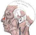 Muscles of the head, face, and neck. (Nasalis labeled at center left.)