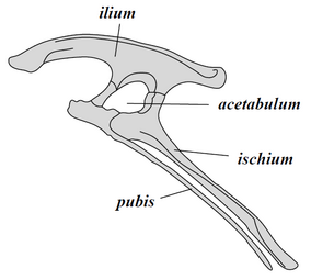 Ornithischian pelvis structure (partea stângă)