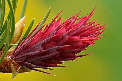 Young female cone