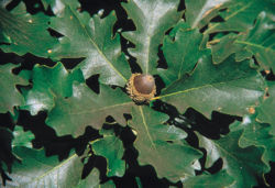 Dižzīļu ozols (Quercus macrocarpa)