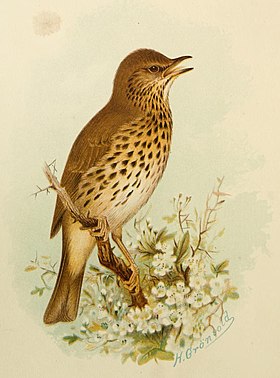 Turdus philomelos