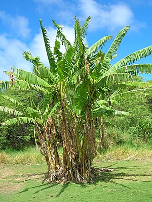 마우이섬의 파초속 식물