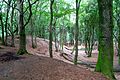 Speulderbos, Veluwe