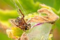 Araneus diadematus - tunisia