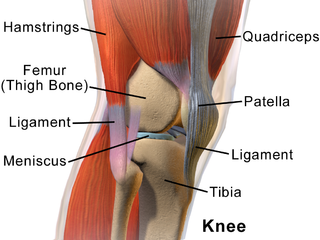 Anatomy of the knee, viewed from the side.