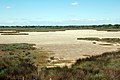 Pré salé de Camargue.