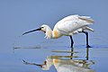 en:Eurasian_Spoonbill