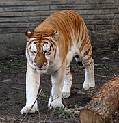 Tigre doré.