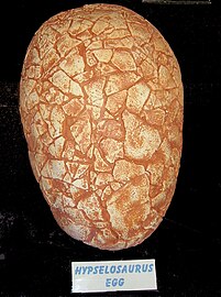 A Hypselosaurus egg (Dinosaurland, Lyme Regis)
