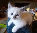 Image 2A Ragdoll kitten (from Kitten)