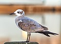 Image 63First winter laughing gull in Riverhead, New York