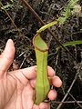 N. gracilis × N. mirabilis