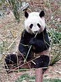 Panda nel Centro di ricerca del Panda Gigante di Chengdu