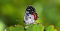 Red Pierrot butterfly is resting on edge of leaf