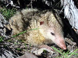 Paprastasis tenrekas (Tenrec ecaudatus)