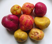 Ulluco tubers