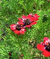 Adonis flammea