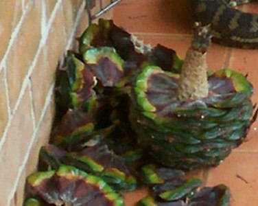 Fruit de l'Araucaria bidwillii.