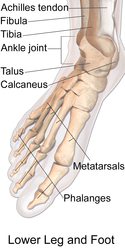 Skeletal anatomys of the foot.