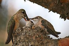 ハチドリが小さな巣の縁に止まって、餌を2羽の雛のうちの1羽の口に入れている。