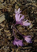 Colchicum hierosolymitanum