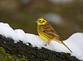 Strnádka žltá (Emberiza citrinella)