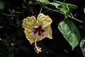 Hibiscus from Karnataka,India