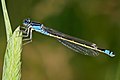 Common bluetail damselfly in Ischnura heterosticta, by Fir0002