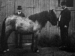 Carélien rouan de l'isthme de Carélie, type primitif haut de 1,30 m, photographié en 1909 pour le journal Karjalainen.
