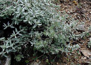 Tandet lavendel (Lavandula dentata), i sin naturlige biotop med Have-Malurt (Artemisia absinthium).