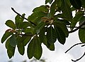 Lá của Madhuca longifolia var. latifolia.