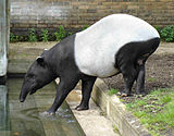Aziatischn tapir (Tapirus indicus)
