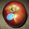 The McIntosh apple