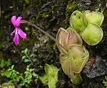 Pinguicula moranensis photographiée dans l'Oaxaca.