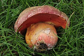 Rubroboletus legaliae, le Bolet chicorée, toxique.