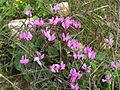 Cyclamen persicum (Israel)