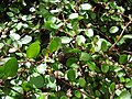 Мюленбекия кладодияһы (Muehlenbeckia complexa)