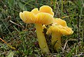 Hygrocybe chlorophana