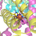 Nhóm heme liên kết với histidin trong succinat dehydrogenase, một chất mang electron trong chuỗi vận chuyển điện tử của ti thể. Hình cầu trong suốt biểu thị vị trí của ion sắt.