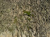 Outside layer of moss and lichen growing on thatch