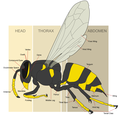 Wasp morphology at Wasp, by WikipedianProlific