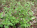 Barleria prionitis