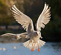 Adult winter plumage in St James's Park, London