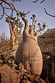 Adenium obesum var. sokotranum, aşırı pachycaul örneklerinin gövdeleri, Sokotra