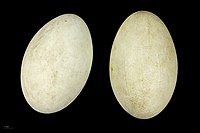 Eggs – MHNT