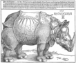 Rinoceront de Dürer